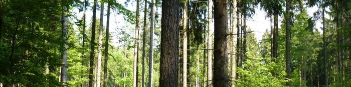 Ausflug Waldwandern Hessen