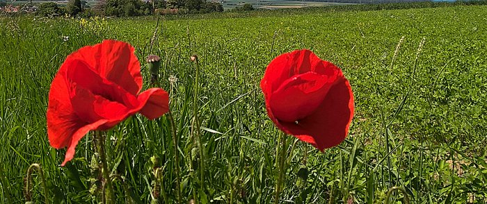 Zwei Mohnblumen vor einem Kornfeld und blauem Himmel