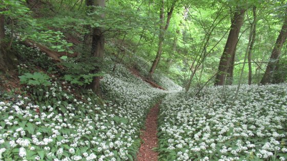 Weg durch ein Bärlauchfeld im Wald