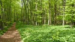 Bärlauchfeld im sonnigen Wald