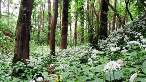 Bärlauchblüten im Wald