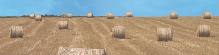 Kornfeld mit Heuballen vor blauem Himmel