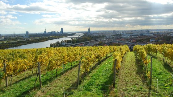 Blick auf Wien